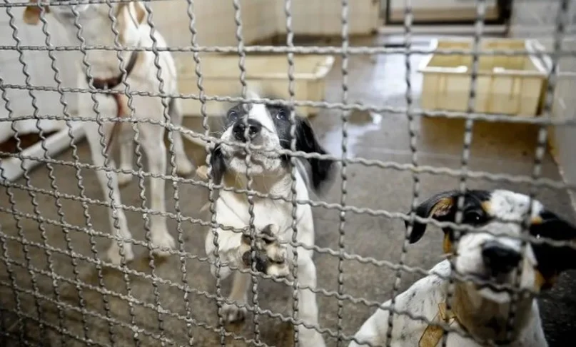 Lula assina decreto que amplia multas para casos de maus-tratos a animais