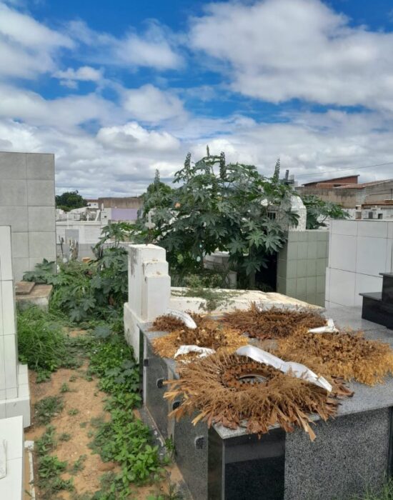 Matagal toma de conta do Cemitério Central de Juazeiro