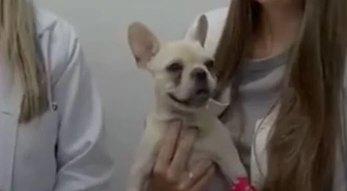 Cadela é internada após ingerir mais de 50 pedras de crack em Santa Catarina