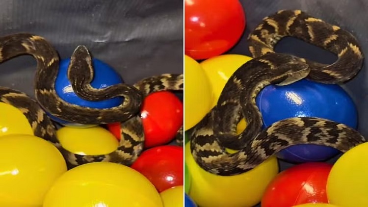 Jararaca é resgatada em piscina de bolinhas de restaurante em Suzano (SP)