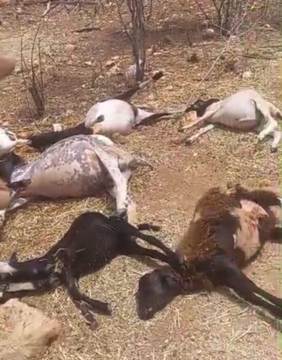 “Está generalizado”: Produtores denunciam ataques de cães a rebanhos na zona rural de Juazeiro e solicitam ações do poder público