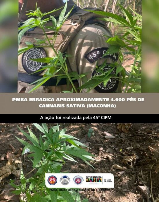 PMBA ERRADICA APROXIMADAMENTE 4.600 PÉS DE CANNABIS SATIVA (MACONHA) EM CURAÇÁ