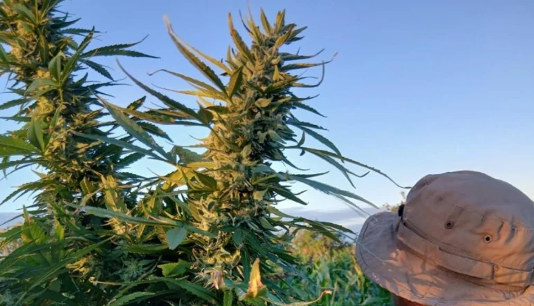 PMBA realiza prisão de uma mulher por tráfico de drogas em Juazeiro