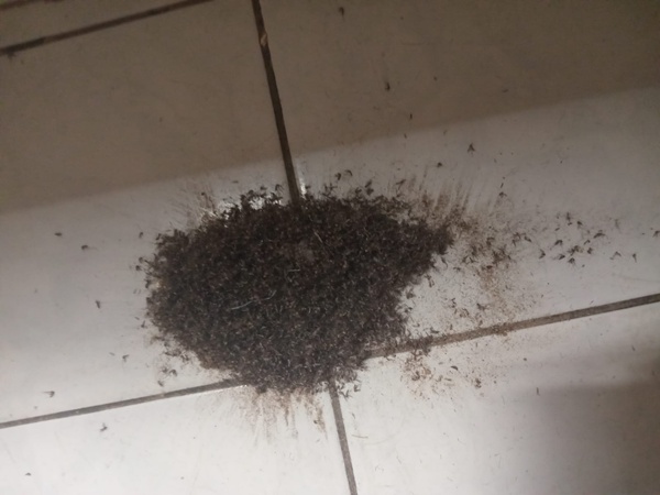 Muriçocas voltam a atormentar moradores dos bairros em Juazeiro. “Pedimos ajuda. Situação insuportável”