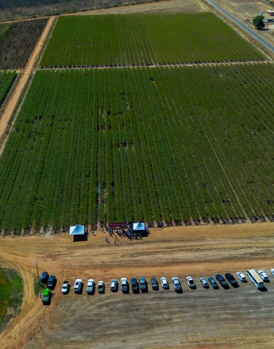 Excelência em fruticultura e atividades em campo marcam penúltimo dia da Barra AgroShow
