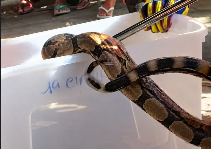 Jiboia é encontrada em meio a carga de laranjas no Mercado do Produtor