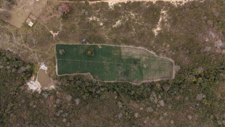 Justiça em Juazeiro bloqueia até R$ 50 milhões de envolvidos com cultivo de maconha