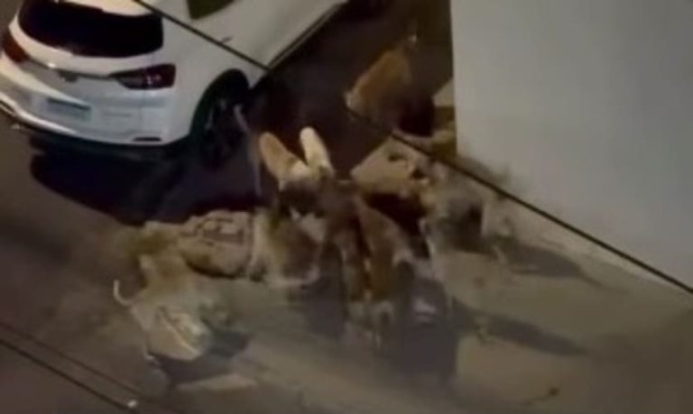Matilha ataca gato no Bairro Atrás da Banca e deixa população apreensiva