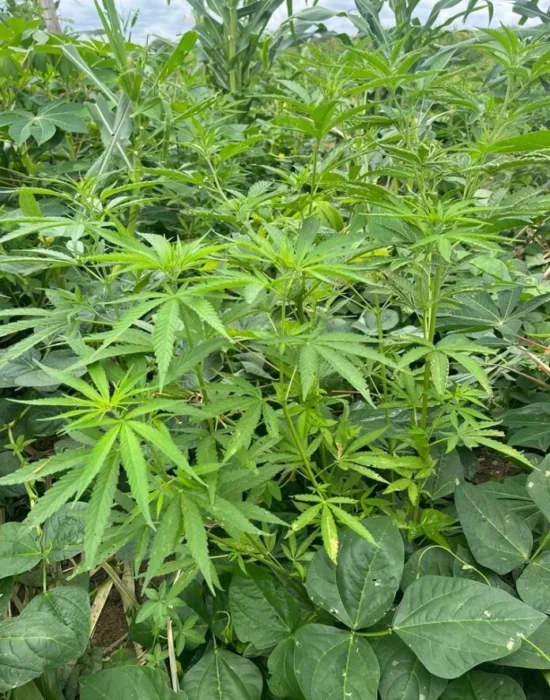 Justiça Federal autoriza cultivo de cannabis (maconha) para tratamento medicinal de paciente em Juazeiro (BA)